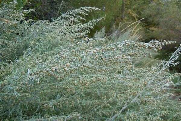 Artemisia absinthium