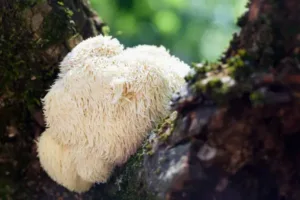 Liuto karčiai - lion's mane